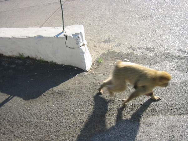 Gibraltar1