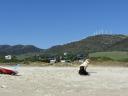 Hunde am Strand